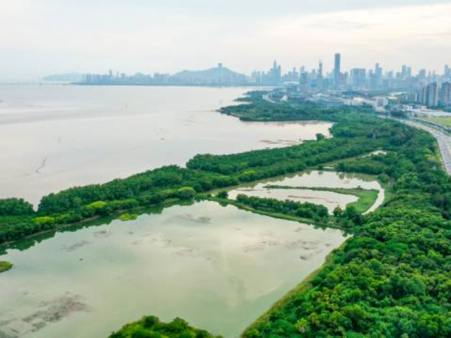 紧挨着城市CBD的福田红树林国家级自然保护区